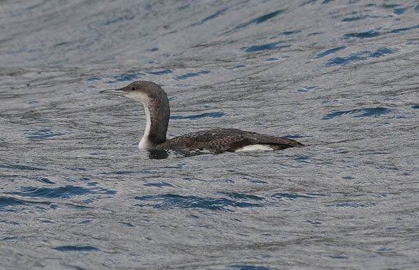 avifauna canale di calma Genova Pr - aiuto identificazione