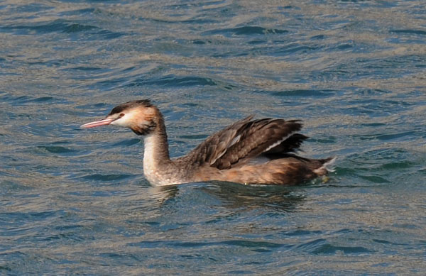 avifauna canale di calma Genova Pr - aiuto identificazione