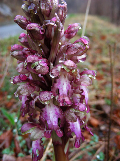 Himantoglossum robertianum ..orchidea del savonese (Liguria)