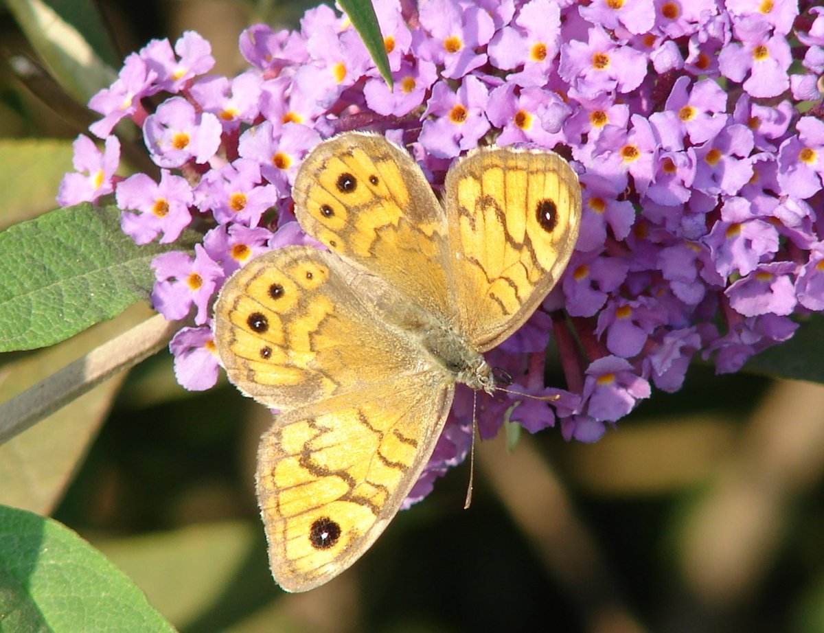 Buddleja davidii