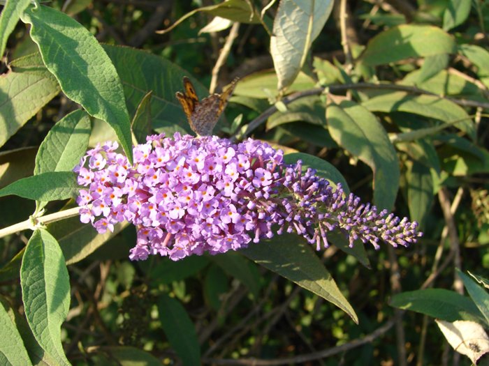 Buddleja davidii