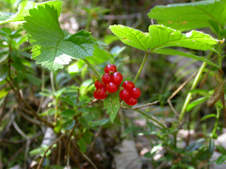 Bacche dall''Alto Adige: Rubus saxatilis e Vaccinum vitis-idaea