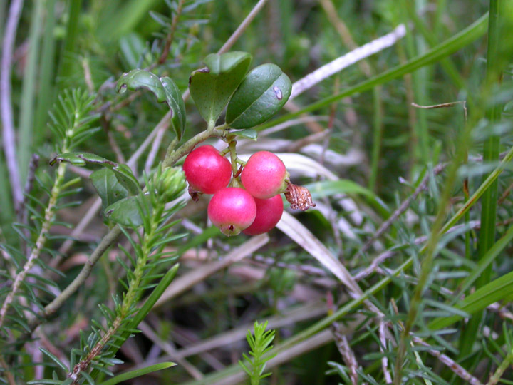 Bacche dall''Alto Adige: Rubus saxatilis e Vaccinum vitis-idaea