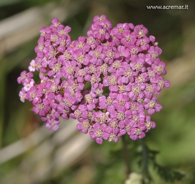 fiore rosa - Achillea sp.