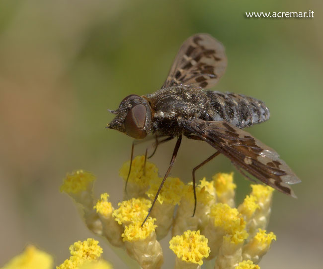 Bombylidae: cfr. Exoprosopa sp., e Syrphidae:  Rhingia rostrata