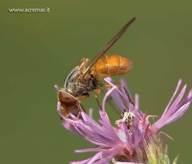 Bombylidae: cfr. Exoprosopa sp., e Syrphidae:  Rhingia rostrata