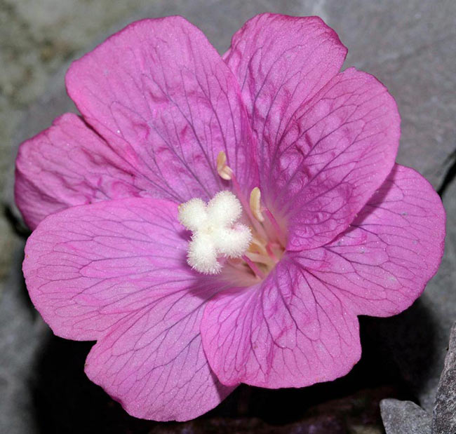 Epilobium hirsutum