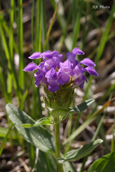 Prunella vulgaris