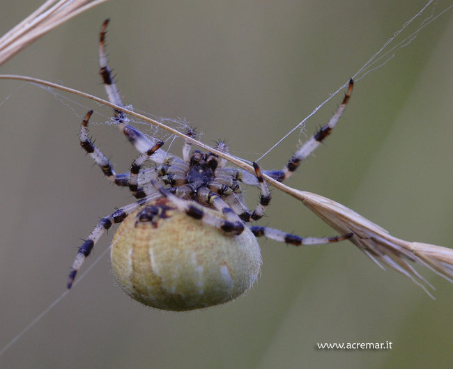 Araneus sp.