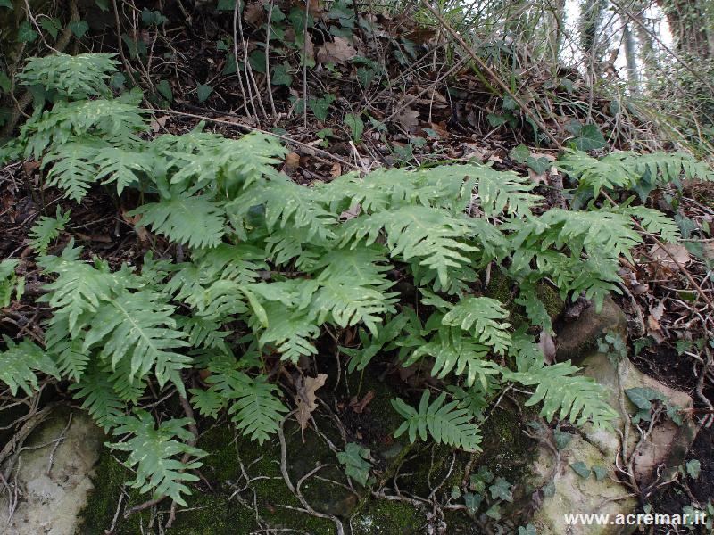 Polypodium sp.