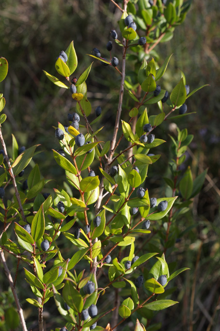 Myrtus communis / Mirto