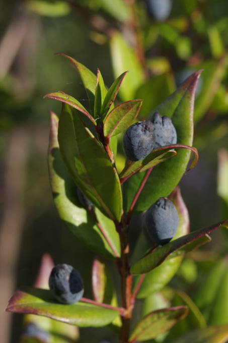 Myrtus communis / Mirto