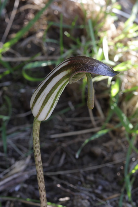 Arisarum vulgare / Arisaro comune