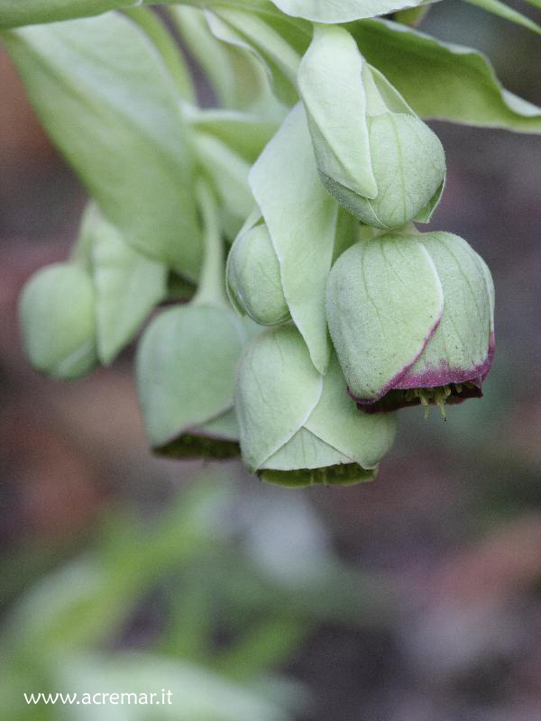 Helleborus foetidus / Elleboro puzzolente