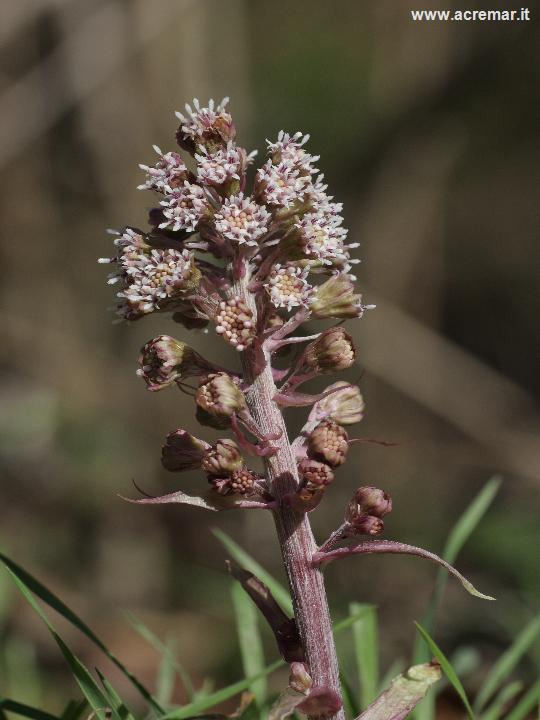 Petasistes hybridus e Verbascum sp.