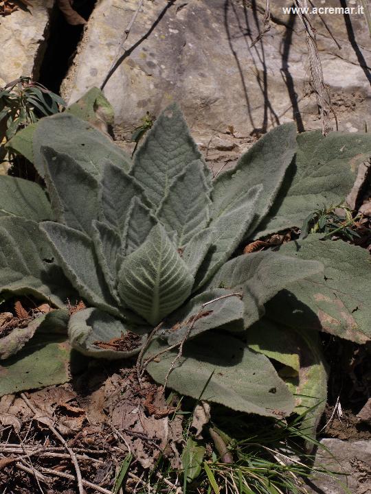 Petasistes hybridus e Verbascum sp.