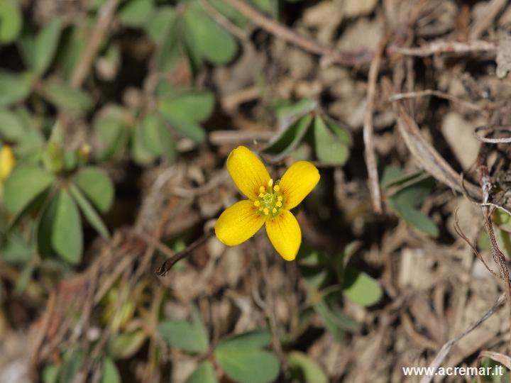 tutti e due gialli - Cornus mas e Oxalis sp.