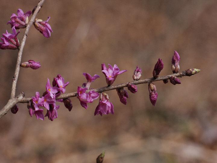 Daphne mezereum