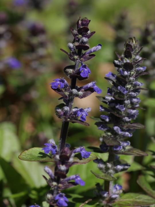 Ajuga reptans e Lamium maculatum