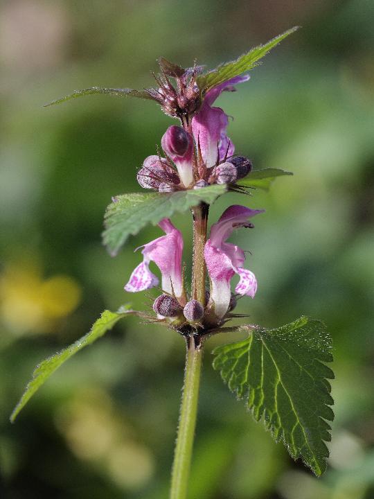 Ajuga reptans e Lamium maculatum