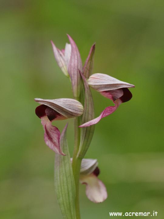 Serapias neglecta , S lingua, Orchis provincialis