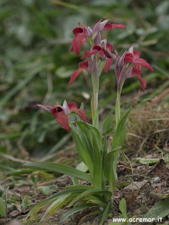 Serapias neglecta , S lingua, Orchis provincialis