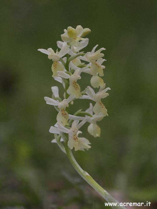 Serapias neglecta , S lingua, Orchis provincialis