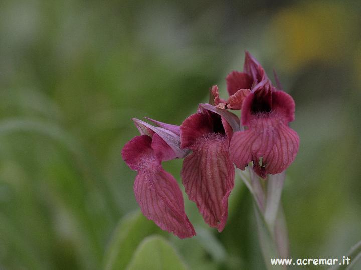 Serapias neglecta , S lingua, Orchis provincialis