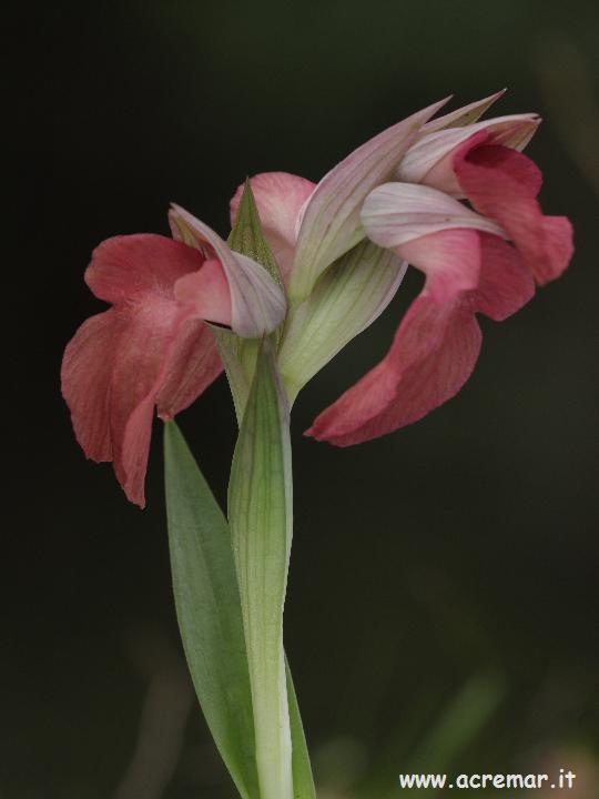 Serapias neglecta , S lingua, Orchis provincialis