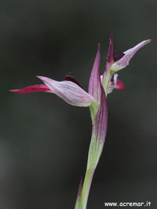 Serapias neglecta , S lingua, Orchis provincialis