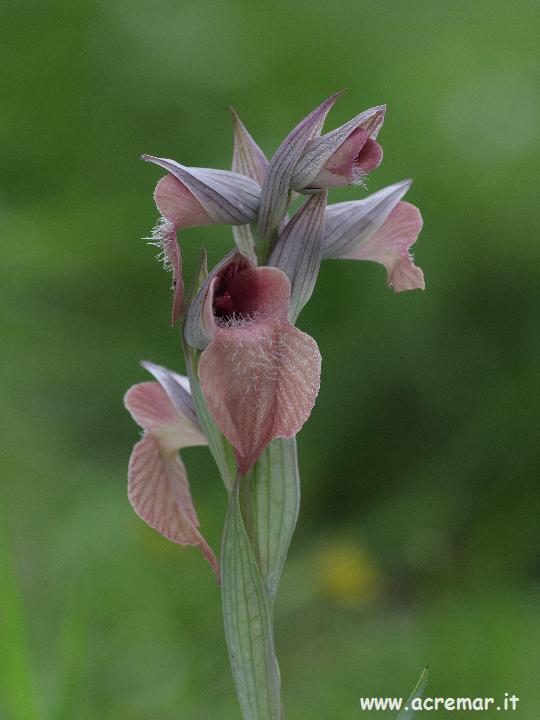 Serapias neglecta , S lingua, Orchis provincialis