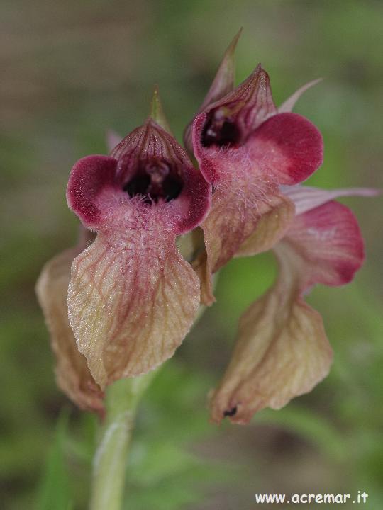 Serapias neglecta , S lingua, Orchis provincialis