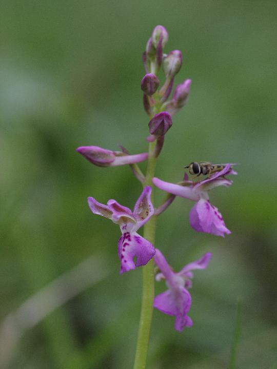 Orchis ligustica e ...