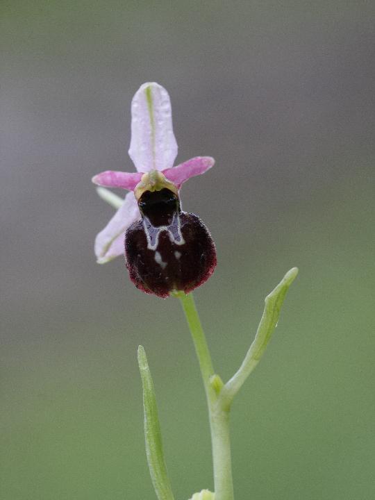 Orchis ligustica e ...