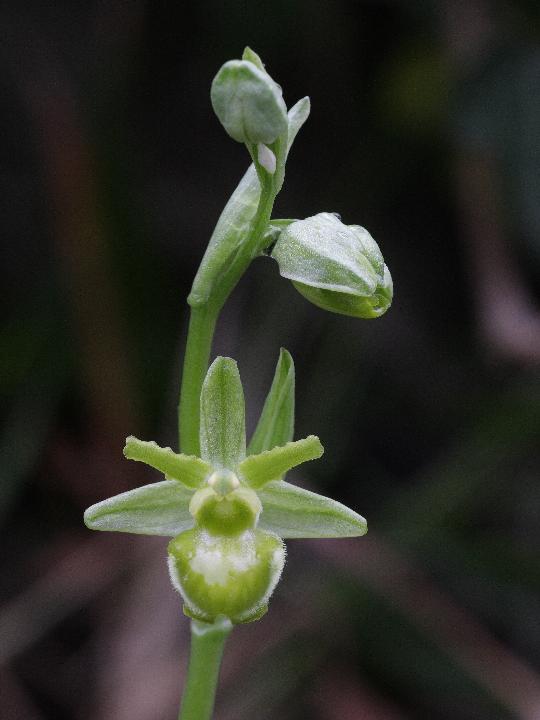 Orchis ligustica e ...