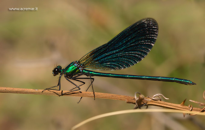 Confuso tra Calopterygidae e Platycnemidae