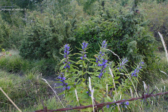 Gentiana asclepiadea e Pulicaria dysenterica