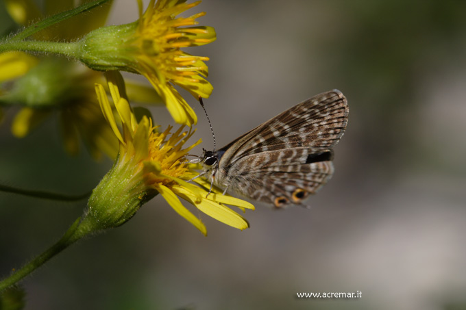 Farfalla da identificare