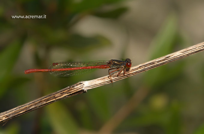 Confuso tra Calopterygidae e Platycnemidae