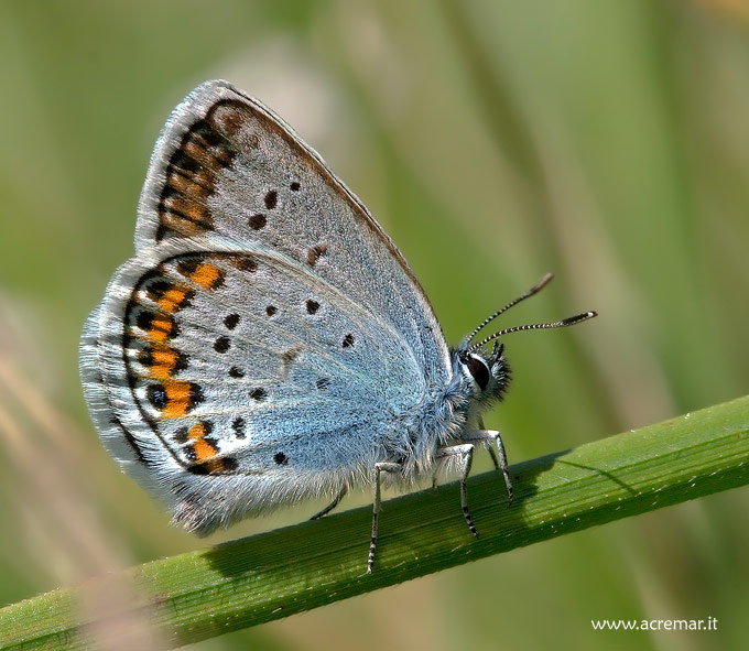 Plebejus argus?