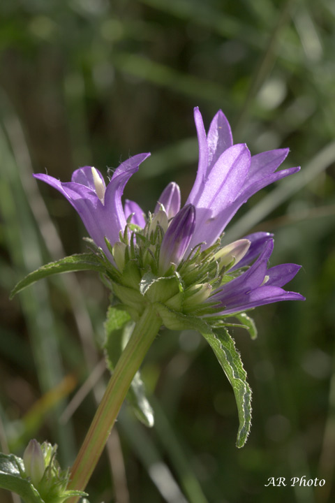 Piani di praglia