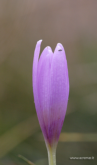 Crocus ?? no, Colchicum sp.