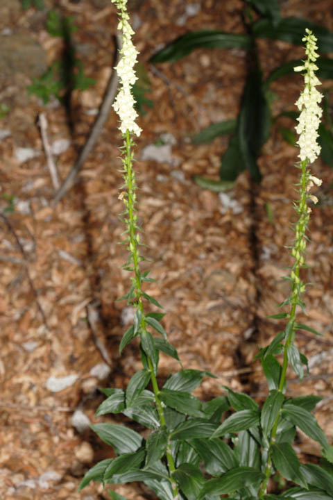 Fiori e piante tra 1000 e 1100 m