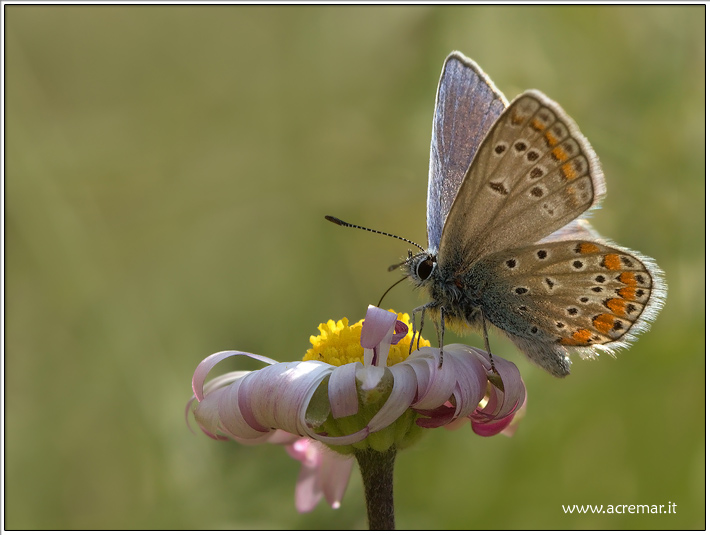 Farfalla al sole