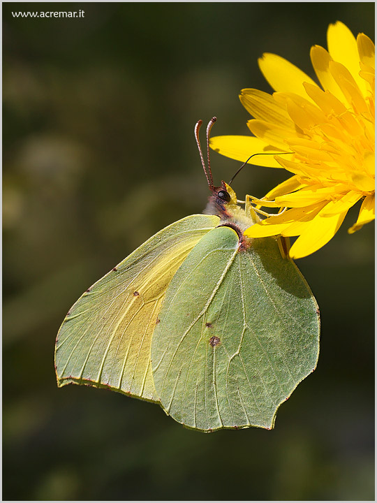 Anch''io un Gonepteryx