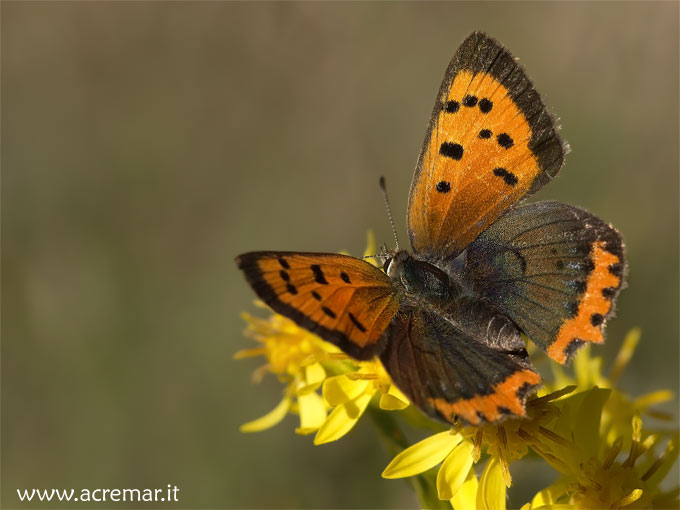 Farfalle da identificare