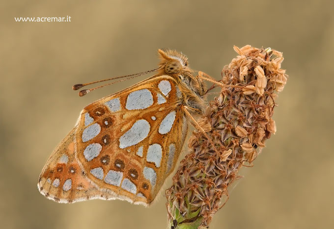 Farfalle da identificare