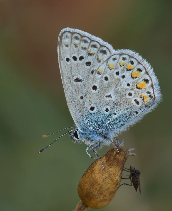 Farfalle da identificare