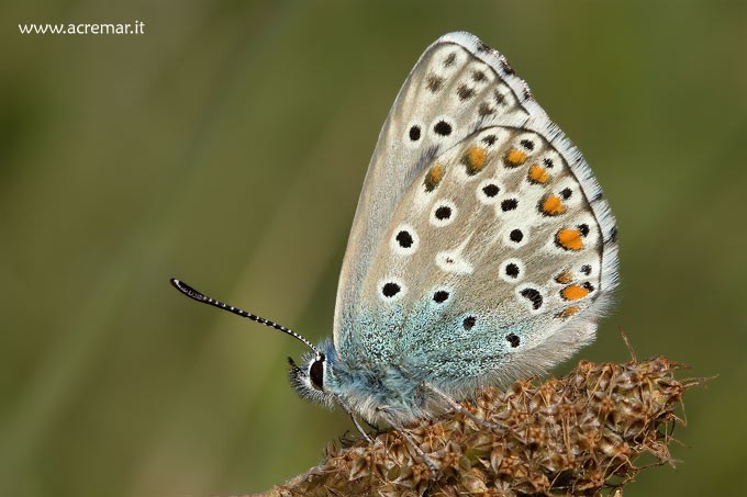 Farfalle da identificare