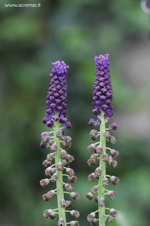 Muscari comosum